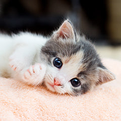 猫を迎える前の準備