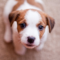 犬を迎える前の準備