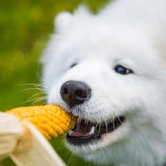 犬にとうもろこしをあげる前に|量と注意点