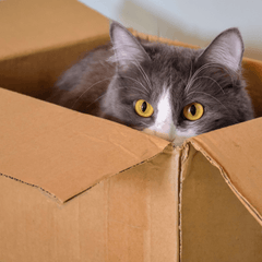 シュレーディンガーの猫とは?可哀想な実験の真相を解説