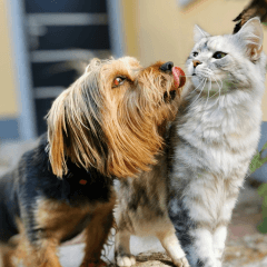 犬と猫の違いとは?性格や暮らしやすさをやさしく解説