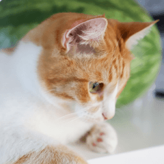 猫の夏おやつにスイカはあり?安全な与え方と注意点