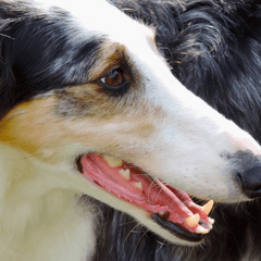 ボルゾイはどんな犬?性格・特徴・飼い方を解説