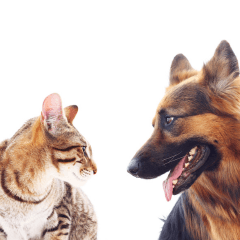 犬と猫の仲良し生活を叶えるコツ|慣らし方と環境づくり