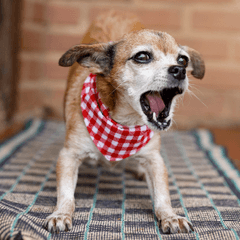 保護犬の心を開く暮らし方|安心を育てる接し方