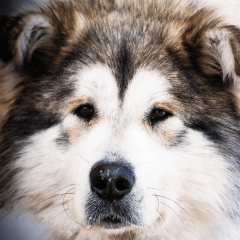 大型犬が家でゆったり過ごせる環境づくりのコツ