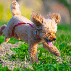 犬の散歩で見落としがちな注意点|安全に楽しむためのポイント