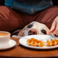 犬連れカフェデビュー前に確認したい5つのポイント|安心して楽しむコツ