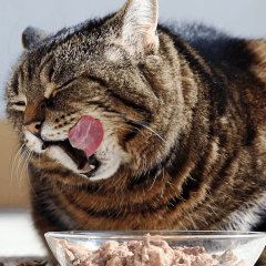猫のご飯の正しい与え方|量と回数の基本を解説
