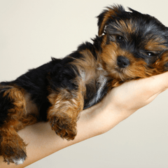 小型犬との生活を快適にするために大切なこと|暮らしの工夫と健康管理