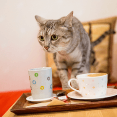 猫カフェに行く前に知りたい注意点まとめ|初心者向けマナーと楽しみ方
