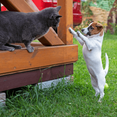 犬と猫の相性が悪いときの対処法|安心して暮らすコツ
