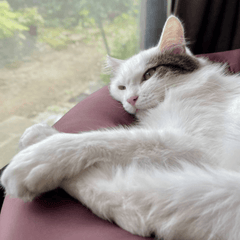 猫用ベッドを使わない理由は?落ち着ける置き場所と慣れる工夫