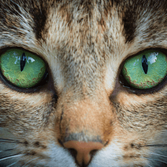 猫の目やにが増えた原因は?注意したい症状と対処法
