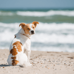 海辺の散歩で犬の足を守るには?熱い砂浜の注意点と帰宅後のケア