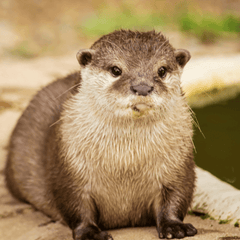 カワウソはペットにできる?飼育の現実と迎える前に知りたい注意点