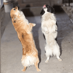 犬の太ももに異変?症状別の原因と対処法・受診の目安