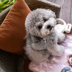 初めての犬カフェで気をつけたい基本マナーと準備