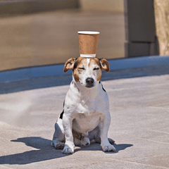 犬にトマトジュースは大丈夫?無塩の選び方と与える際の注意点