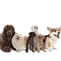 人気の犬種一覧|性格・特徴・飼いやすさを比較