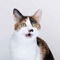 猫のフレーメン反応とは?変顔になる理由と注意点