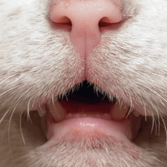 猫のクラッキングが増えた理由は?見守り方と注意点