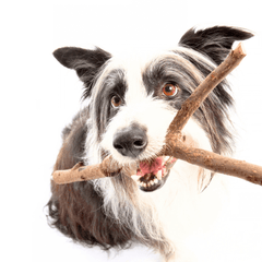 犬も歩けば棒に当たるは良い意味?悪い意味?由来と使い方