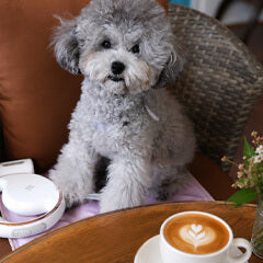 犬連れカフェでよくあるトラブル対策と安心して楽しむコツ