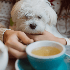犬カフェとは?ドッグカフェとの違いや楽しみ方・注意点を解説