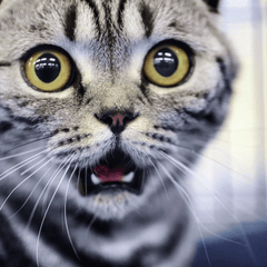 猫の変顔「フレーメン反応」の秘密|理由と注意点