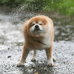 犬の散歩は雨の日も必要?判断基準と室内運動・散歩後のケア