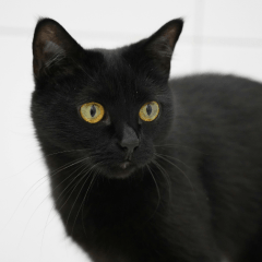 黒猫が幸せを呼ぶ理由とは?魅力や性格をやさしく解説