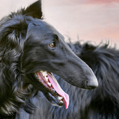 大型犬の飼育は大変?必要な準備と暮らしの工夫