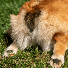 犬がお尻をこするのは肛門腺が原因?症状と対処法