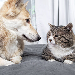 老犬・老猫がご飯を食べない