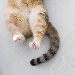 猫のしっぽが語る気持ちとは?