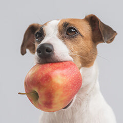 犬にりんごをあげても大丈夫?