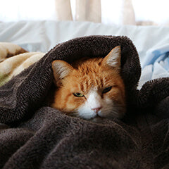 猫の体温ってどれくらい?