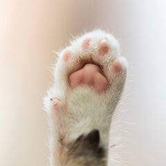 犬猫の肉球クリームは必要?