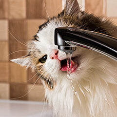 猫の腎臓病のサイン