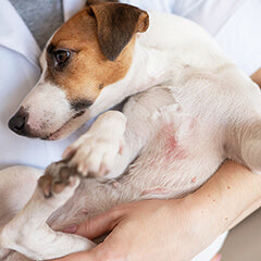 抜け毛シーズンの皮膚トラブル