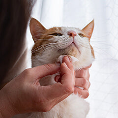 猫の顎ニキビの原因とケア