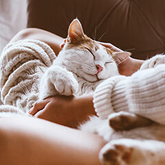 猫がふみふみする理由