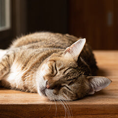 シニア猫に合うベッドの選び方