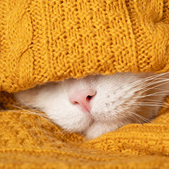 猫にやさしい冬の暖房の使い方