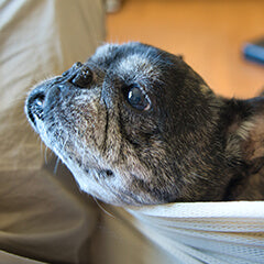 犬が足元で寝る理由は?