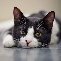 猫が夜中に起きるのはなぜ?