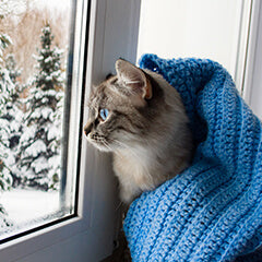 猫の冬毛と季節の変わり目ケア