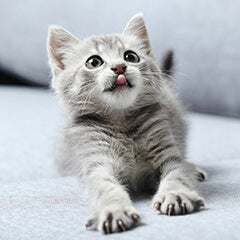 猫のゴロゴロ音の意味