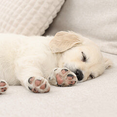 犬が安心して眠れるベッドの選び方とポイント